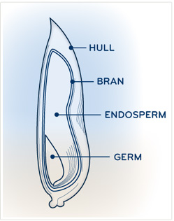 1.Hull,2.Bran,3.Endosperm,4.Germ